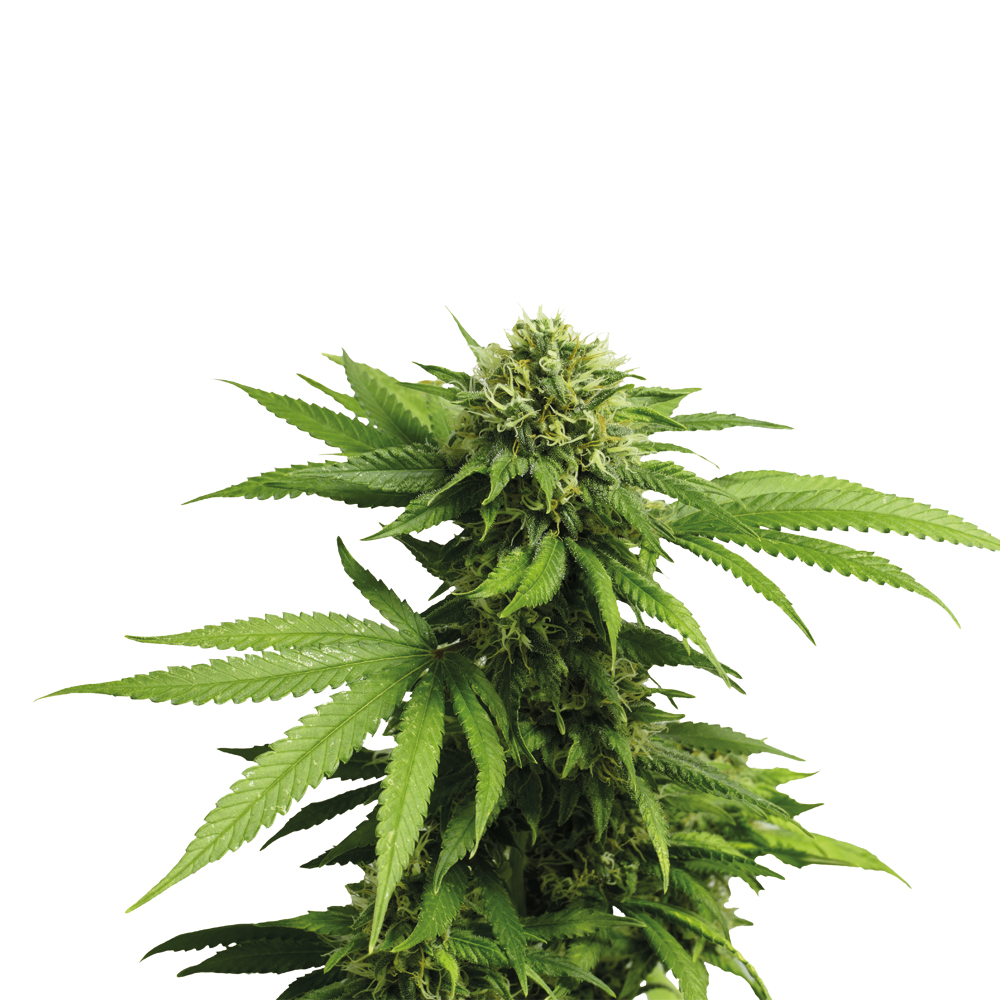 Deva Orange Og