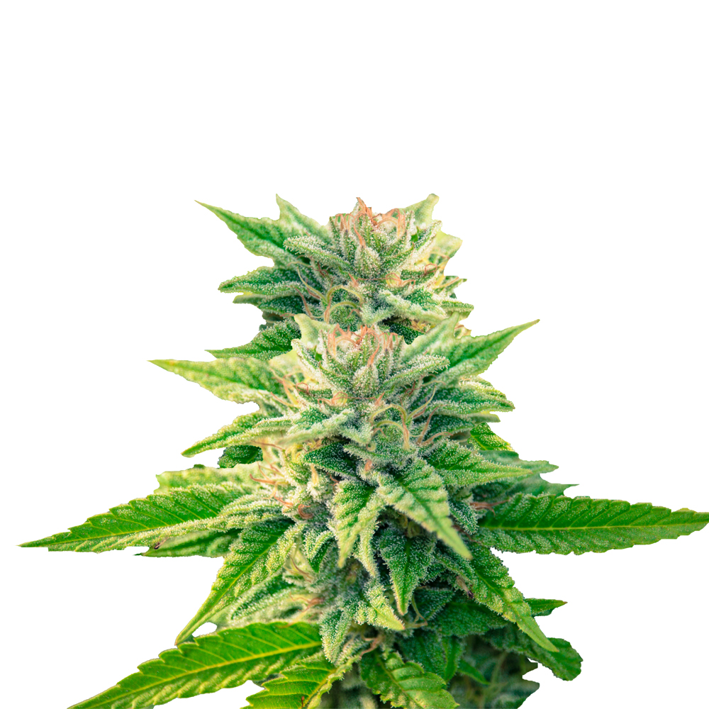 Deva Gorilla Glue