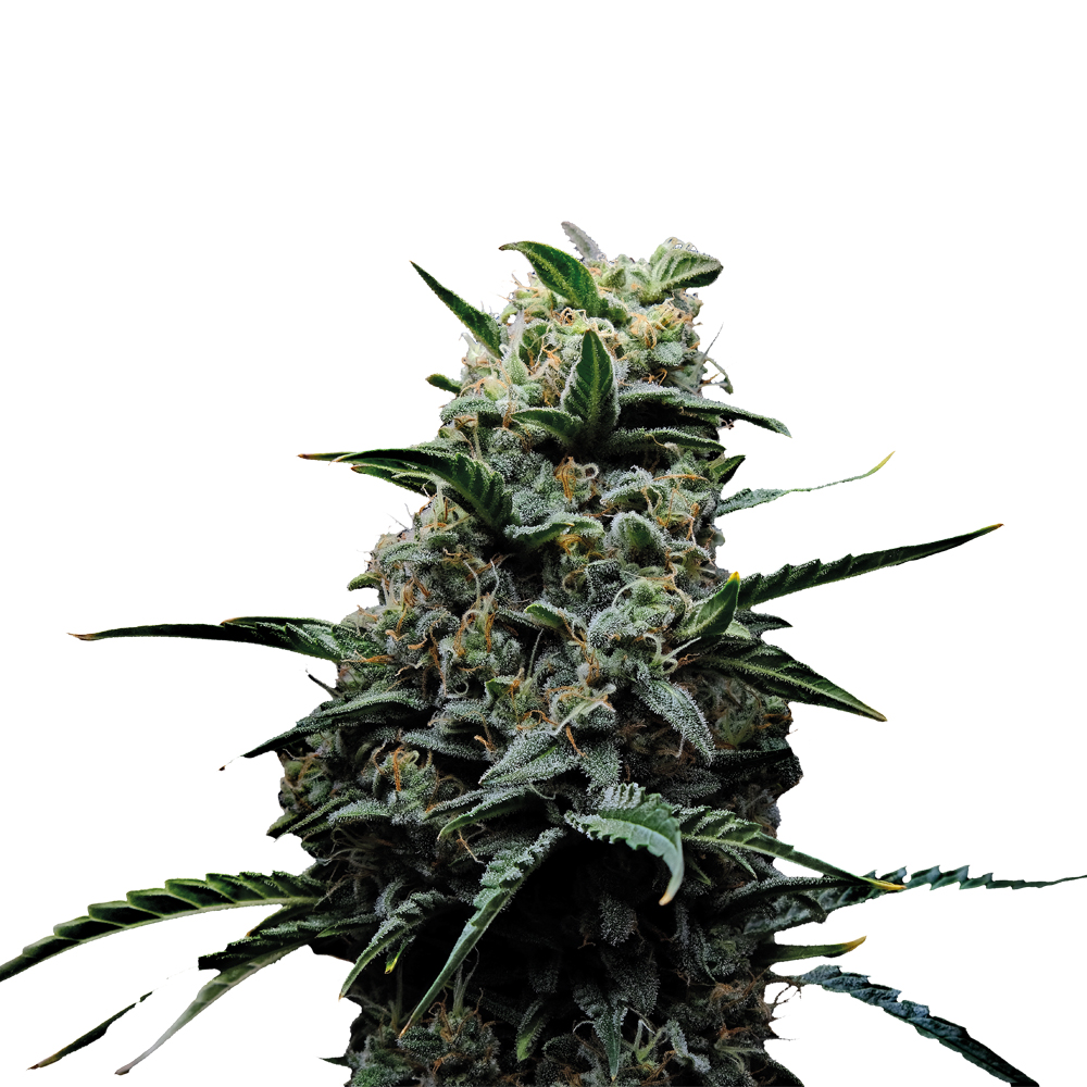 Deva Lemon Sherbet