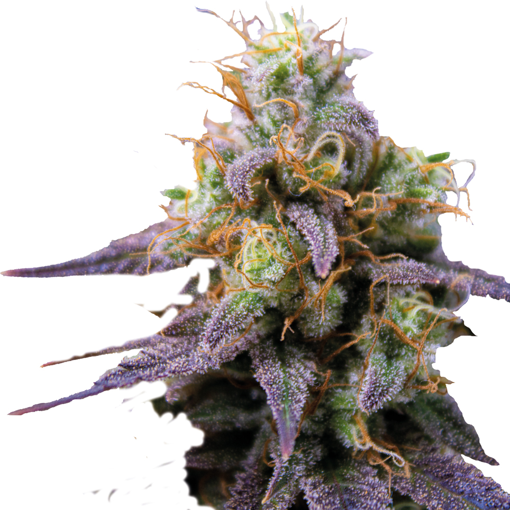 Deva Tropical Punch