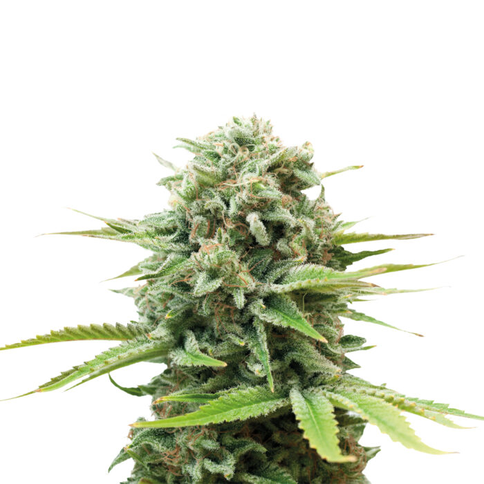 Deva Mk Ultra