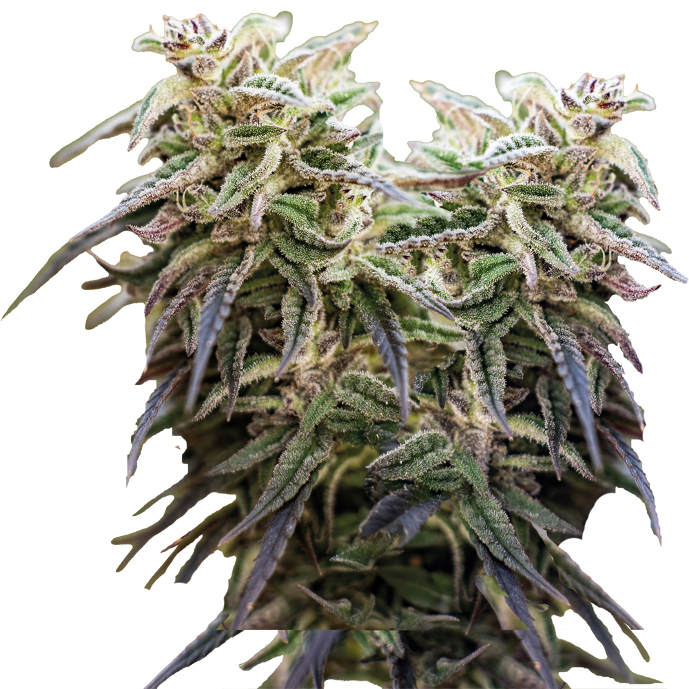 Deva Amnesia