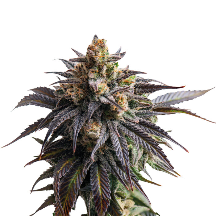 Kendis CBD Pure