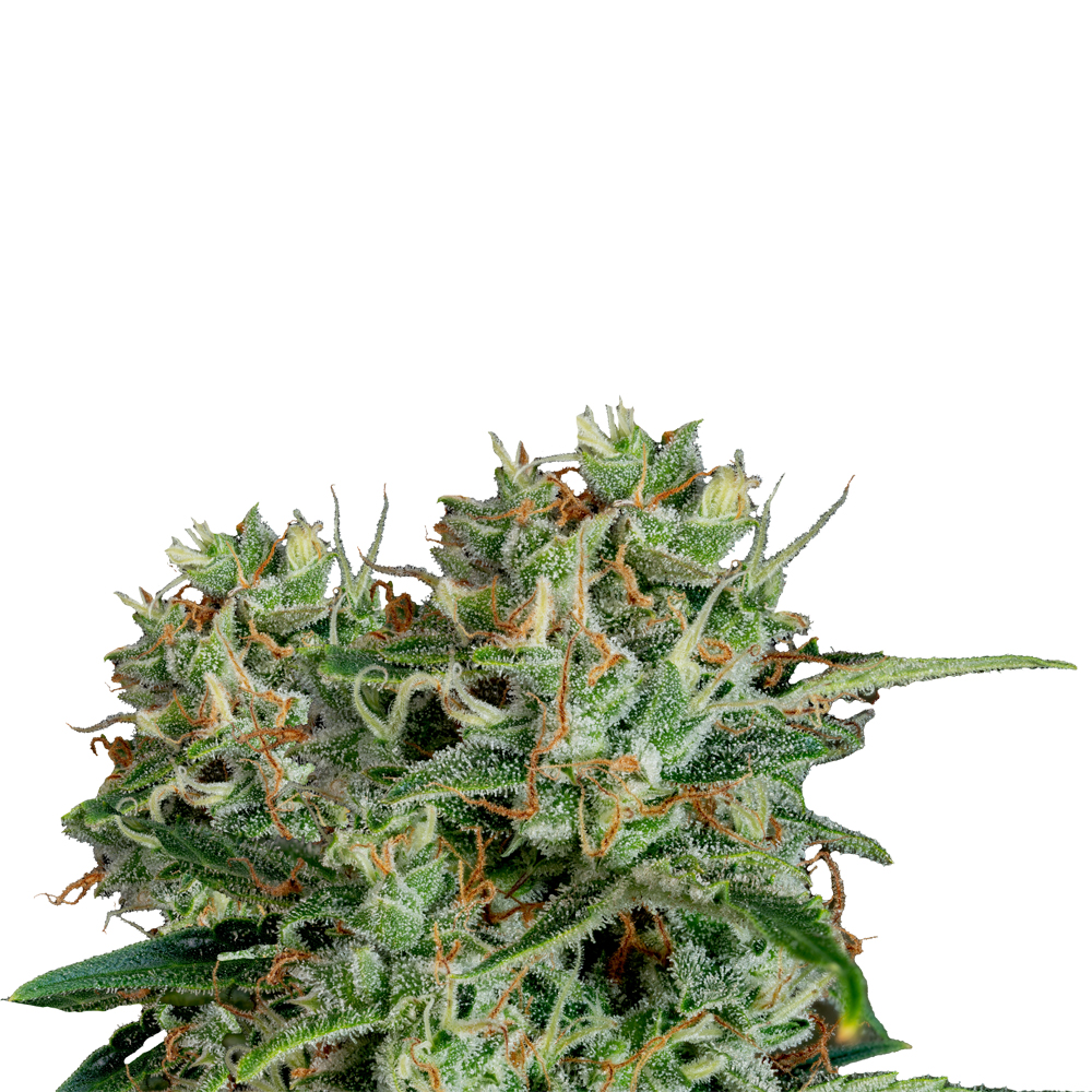 Apu Critical