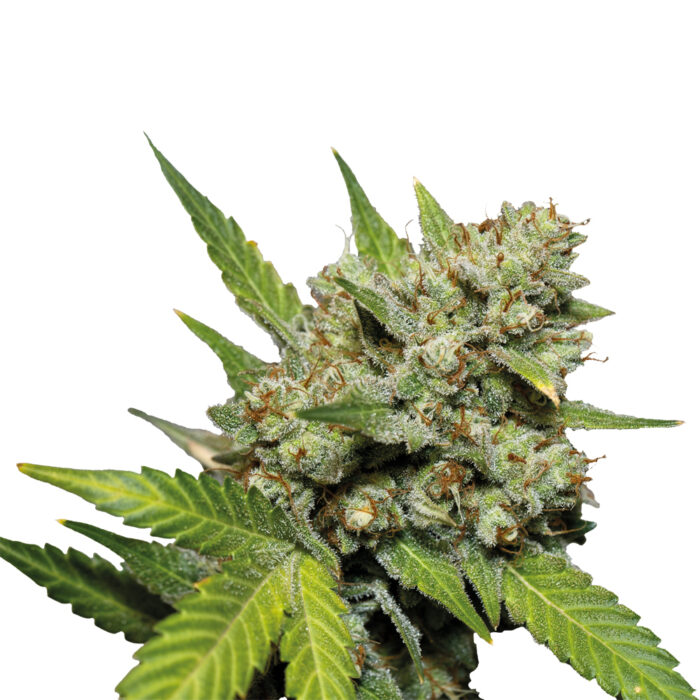 Apu Pure Gelato