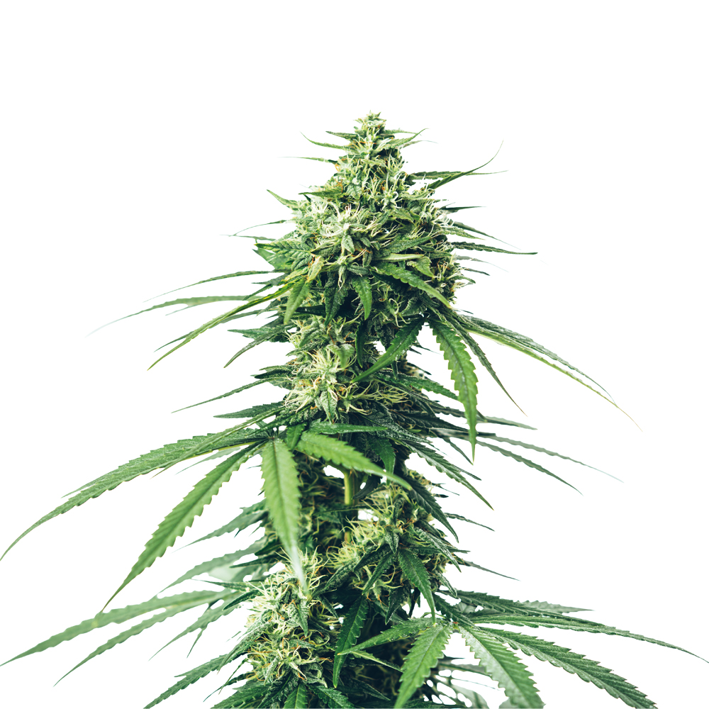 Deva Super Skunk