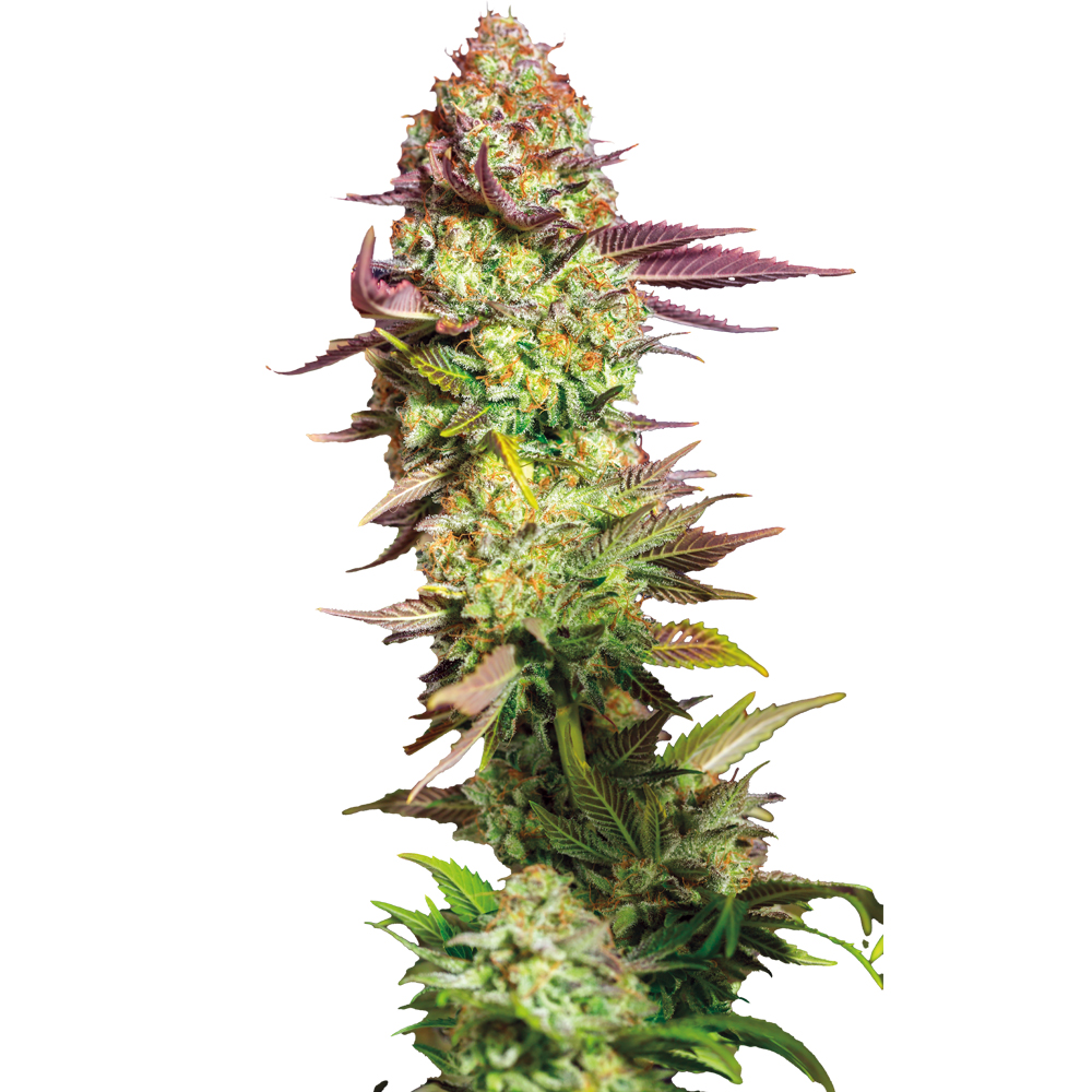 Deva Shiskaberry