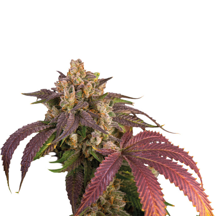 Deva White Russian